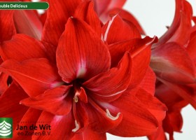 hippeastrum Double Delicious (3)